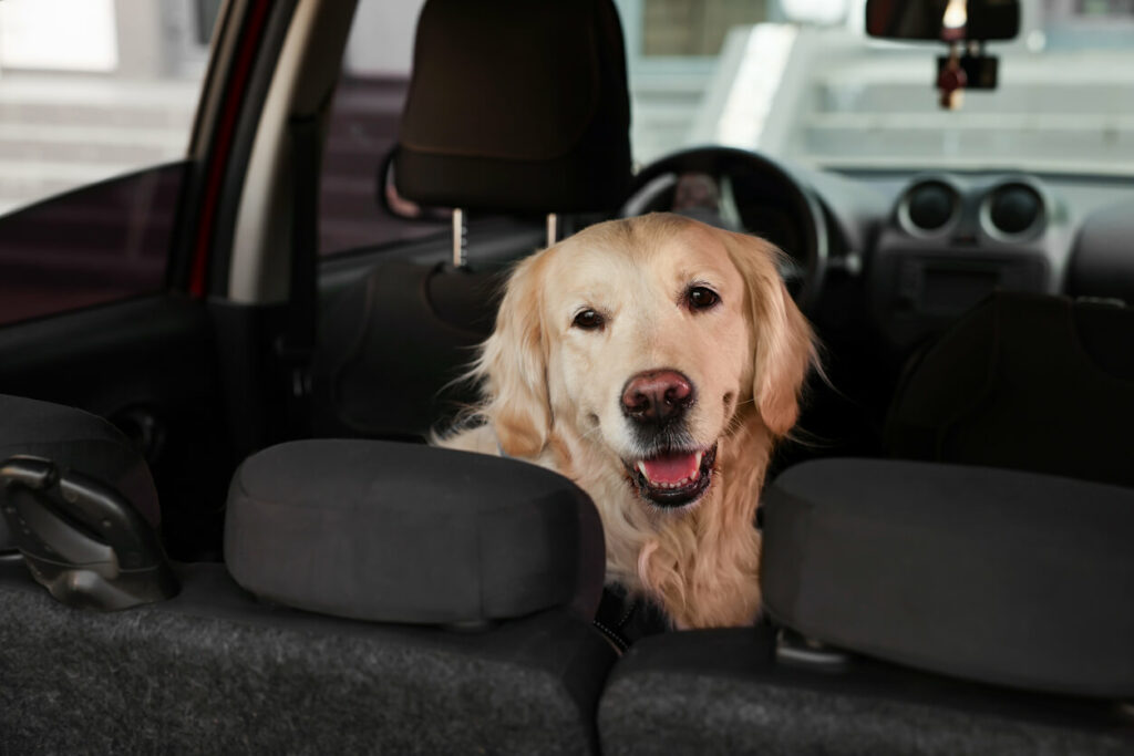 A cute labrador retriever smiles and lays in the backseat of a car with a cloth interior.