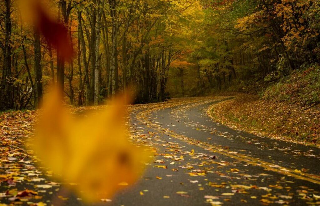 Autumn leaves covering a curvy road.